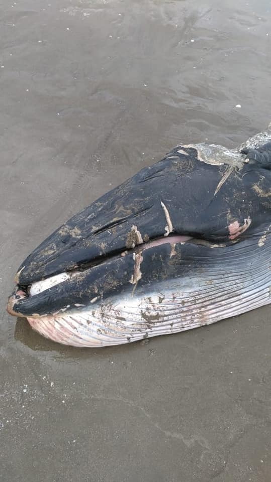 ballena